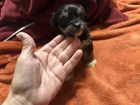 Boy 14 , a male Shihpoo and Yorkshire Terrier for sale in Selmer, TN – Photo 2 of 7