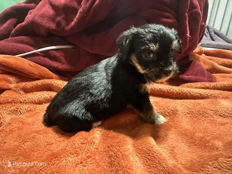 Boy 14  – Shihpoo, Yorkshire Terrier puppy for sale in Selmer, TN
