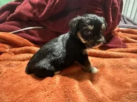 Boy 14 , a male Shihpoo and Yorkshire Terrier for sale in Selmer, TN – Photo 1 of 7