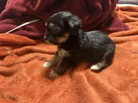 Boy 14 , a male Shihpoo and Yorkshire Terrier for sale in Selmer, TN – Photo 7 of 7
