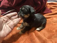 Boy 14 , a male Shihpoo and Yorkshire Terrier for sale in Selmer, TN – Photo 3 of 7