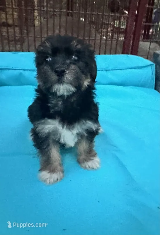Boy 14  – Shihpoo, Yorkshire Terrier puppy for sale in Selmer, TN