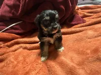 Boy 14 , a male Shihpoo and Yorkshire Terrier for sale in Selmer, TN – Photo 4 of 7