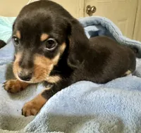 Otto, a male Miniature Dachshund for sale in Selmer, TN – 7 of 10