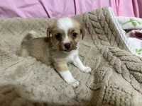 Titan, a male Shih Tzu for sale in Selmer, TN – 7 of 10
