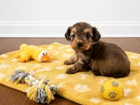 Yorkiepoo yellow boy 3 , a male Yorkshire Terrier and Poodle - Toy  for sale in Selmer, TN – 5 of 7