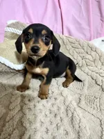Benji , a male Miniature Dachshund for sale in Selmer, TN – 9 of 10