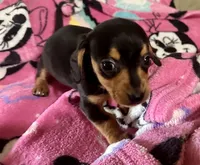 Opal, a female Miniature Dachshund for sale in Selmer, TN – 4 of 10