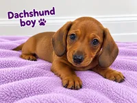 Dachshund , a male Miniature Dachshund for sale in Selmer, TN – 1 of 5