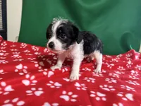 Boy 1 , a male Poodle - Miniature  and Frenchton for sale in Selmer, TN – Photo 8 of 9