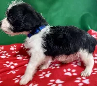 Boy 1 , a male Poodle - Miniature  and Frenchton for sale in Selmer, TN – Photo 5 of 9