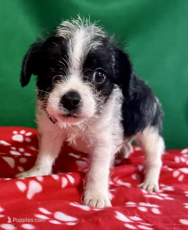 Boy 1  – Poodle - Miniature , Frenchton puppy for sale in Selmer, TN