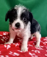 Boy 1 , a male Poodle - Miniature  and Frenchton for sale in Selmer, TN – Photo 1 of 9