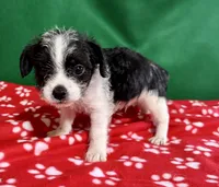 Boy 1 , a male Poodle - Miniature  and Frenchton for sale in Selmer, TN – Photo 6 of 9