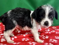 Boy 1 , a male Poodle - Miniature  and Frenchton for sale in Selmer, TN – Photo 3 of 9