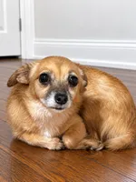 Boy , a male Chorkie for sale in Selmer, TN – 5 of 6