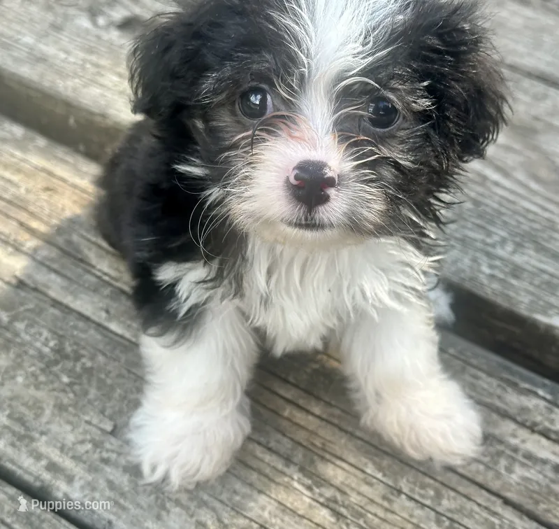 Tommy – Chihuahua, Shih Tzu puppy for sale in Selmer, TN
