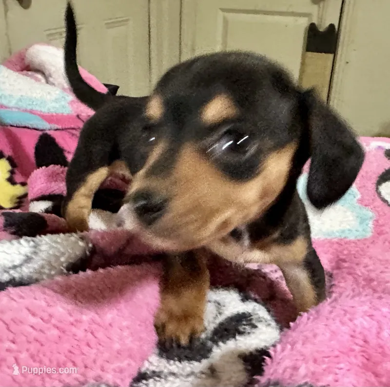 Opal, a female Miniature Dachshund for sale in Selmer, TN – 1 of 10