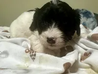 Mask , a male Doxiepoo for sale in Selmer, TN – 7 of 9