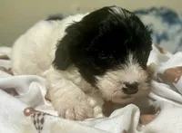 Mask , a male Doxiepoo for sale in Selmer, TN – 8 of 9