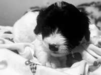 Mask , a male Doxiepoo for sale in Selmer, TN – 3 of 9