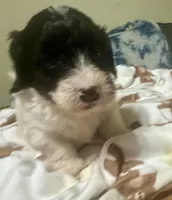 Mask , a male Doxiepoo for sale in Selmer, TN – 5 of 9