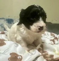 Mask , a male Doxiepoo for sale in Selmer, TN – 4 of 9
