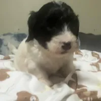 Mask , a male Doxiepoo for sale in Selmer, TN – 2 of 9