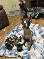 Girl 2 , a male Poodle - Miniature  and Frenchton for sale in Selmer, TN – Photo 7 of 7