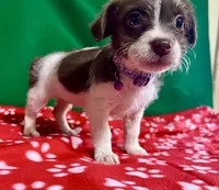 Girl 2 , a male Poodle - Miniature  and Frenchton for sale in Selmer, TN – Photo 5 of 7