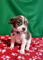 Girl 2 , a male Poodle - Miniature  and Frenchton for sale in Selmer, TN – Photo 4 of 7