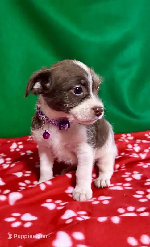 Girl 2  – Poodle - Miniature , Frenchton puppy on hold in Selmer, TN