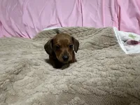 Brody, a male Miniature Dachshund for sale in Selmer, TN – 5 of 10