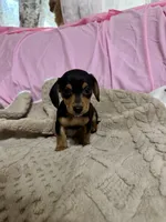 Benji , a male Miniature Dachshund for sale in Selmer, TN – 5 of 10