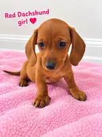 Female dachshund , a female Miniature Dachshund for sale in Selmer, TN – 2 of 5
