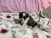 Tabby , a female Shih Tzu for sale in Selmer, TN – 8 of 10