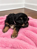 Pink girl, a female Shihpoo and Yorkshire Terrier for sale in Selmer, TN – 4 of 8