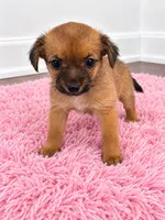 Girl , a female Chorkie for sale in Selmer, TN – 4 of 7