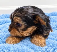Blue boy , a male Yorkshire Terrier for sale in Selmer, TN – 4 of 7