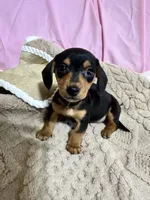 Benji , a male Miniature Dachshund for sale in Selmer, TN – 8 of 10