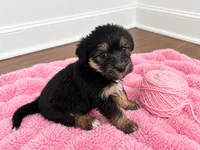 Pink girl, a female Shihpoo and Yorkshire Terrier for sale in Selmer, TN – 6 of 8