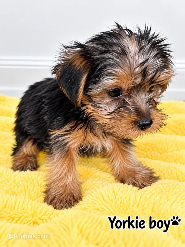 Yellow boy  – Yorkshire Terrier puppy on hold in Selmer, TN