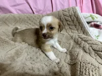 Titan, a male Shih Tzu for sale in Selmer, TN – 6 of 10