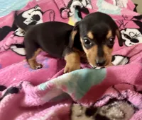 Opal, a female Miniature Dachshund for sale in Selmer, TN – 7 of 10