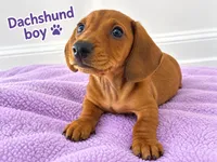Dachshund , a male Miniature Dachshund for sale in Selmer, TN – 2 of 5