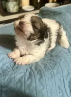 Shorkie  Reign, a female Shorkie for sale in Selmer, TN – 2 of 5