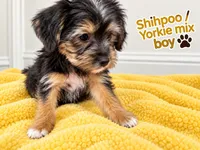 Yellow boy , a male Shihpoo and Yorkshire Terrier for sale in Selmer, TN – 2 of 5