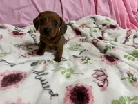 Bayley, a female Miniature Dachshund for sale in Selmer, TN – 4 of 10