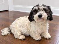Orange girl , a female Shihpoo and Yorkshire Terrier for sale in Selmer, TN – 5 of 6