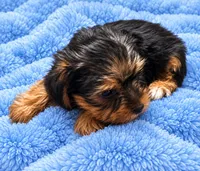 Blue boy , a male Yorkshire Terrier for sale in Selmer, TN – 2 of 7